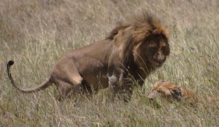 Lion