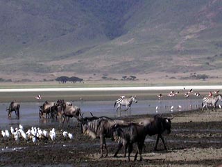 Kili animals at water hole