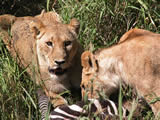lions with zebra