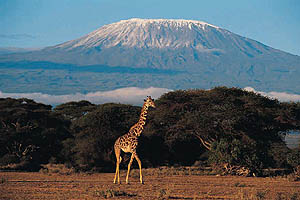 giraffe near Mt. Kilimanjaro