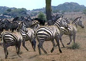 zebras
